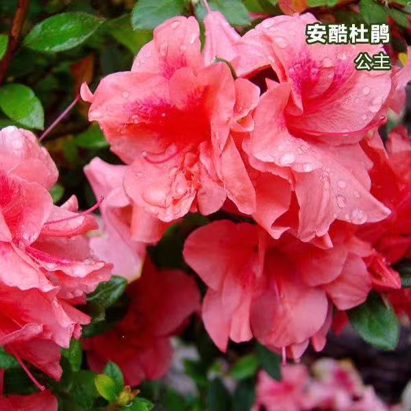 杜娟进口安酷杜鹃花盆栽小苗四季开花常绿灌木庭院花园花卉植物 粉