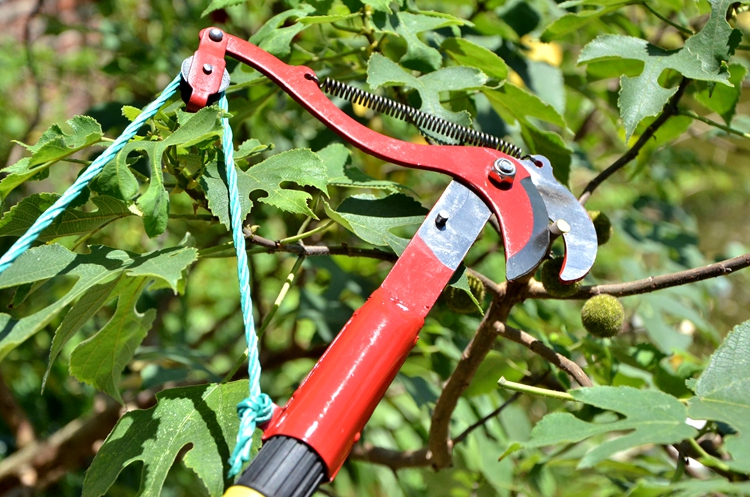 园艺用品 园艺工具 千惠美 送绳子伸缩高枝剪高空剪树枝剪采果剪摘果