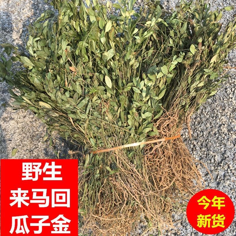 伟博瓜子金来回马中草药瓜子金草干中药材勒马回银不换瓜子草辰沙250g