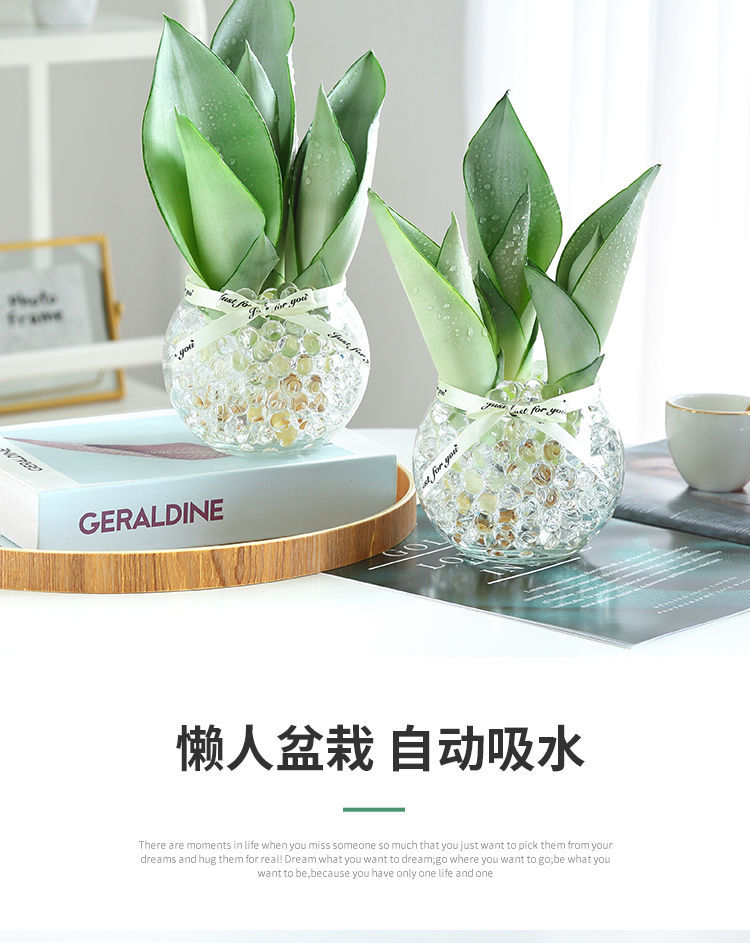 白玉兰水培植物盆栽虎皮兰盆栽室内绿植花卉客厅