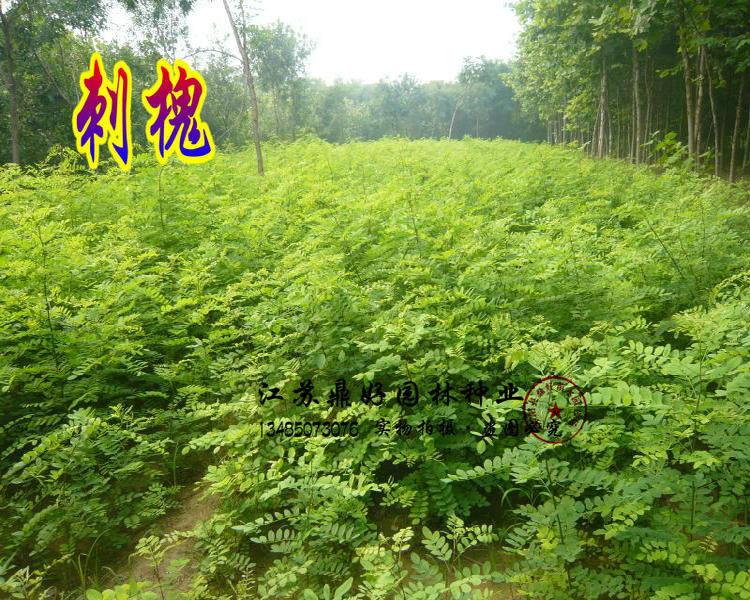 速生国槐树白花刺槐种子洋槐籽黄花槐紫穗槐耐寒护坡棉槐籽qcdd槐树