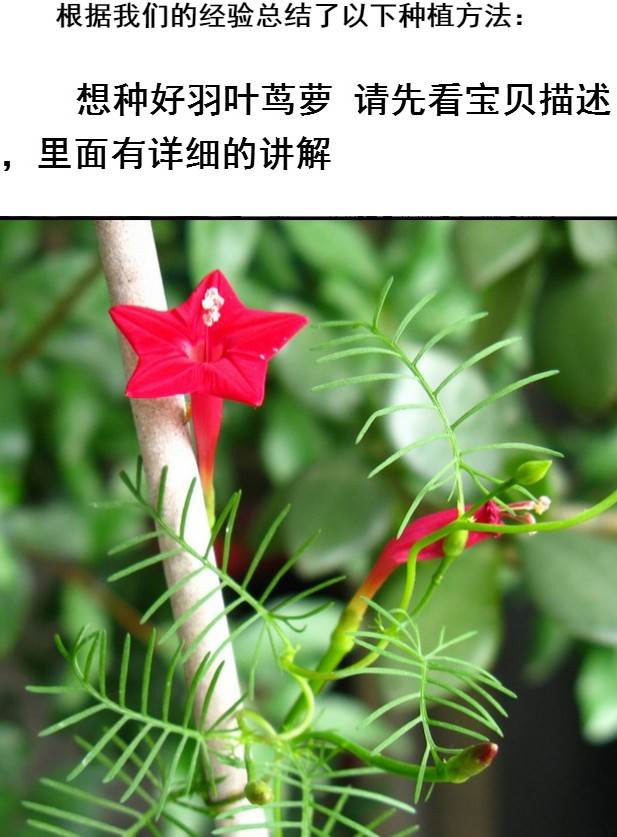 羽叶茑萝种子四季易种活庭院阳台盆栽爬藤攀援植物五角星花种籽子qcdd