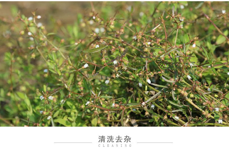 白花蛇舌草半枝莲三角包袋泡茶中药材龙舌草百花蛇舌草干新货 半枝莲