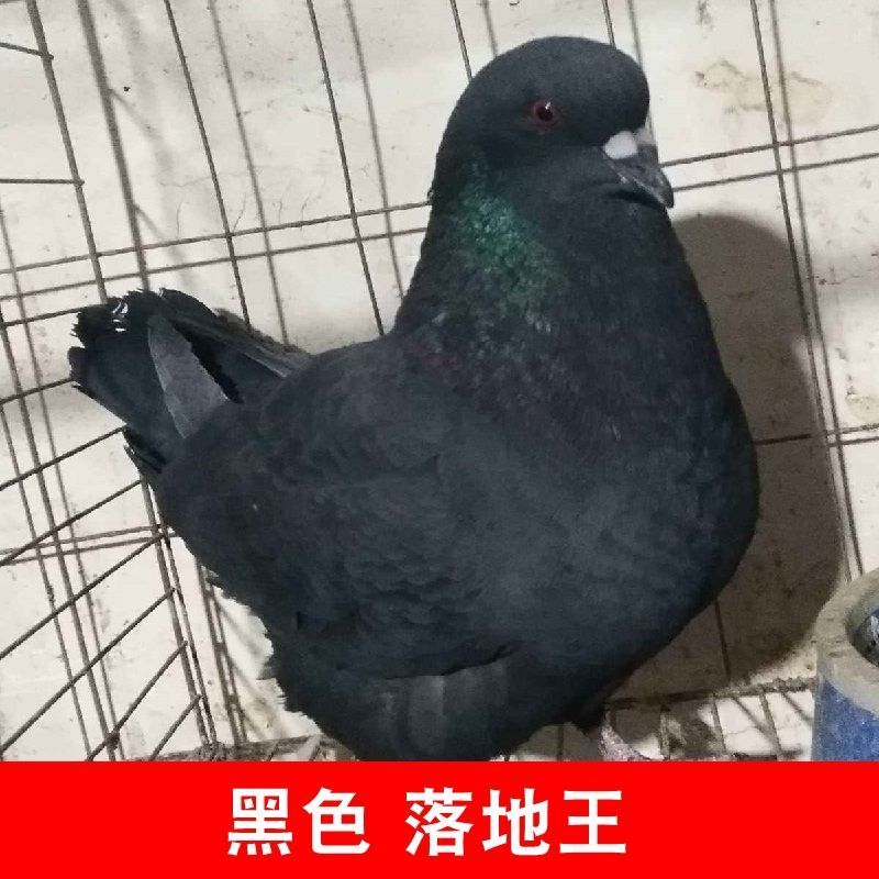 京选推荐鸽子活物一对特大型肉鸽苗落地王青年元宝纯种观赏宠物鸟家