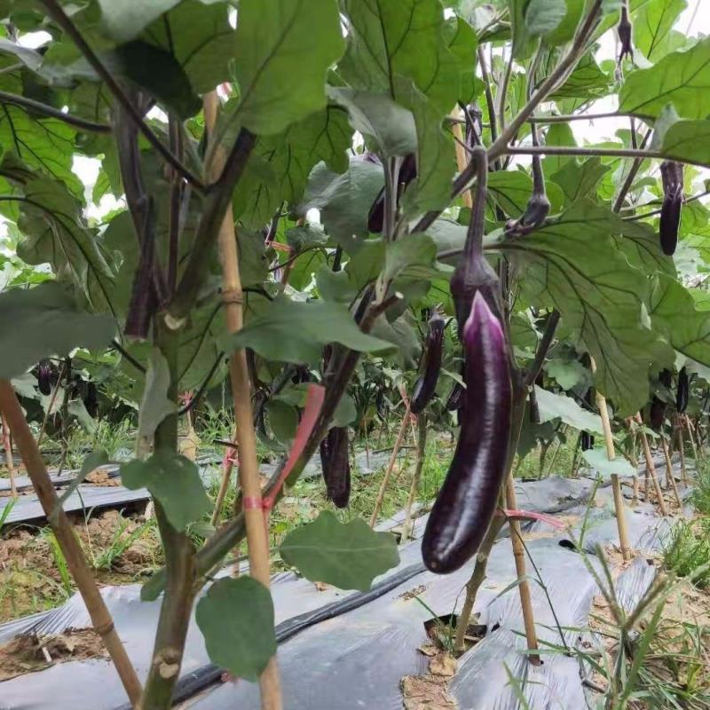 云南西双版纳新鲜长茄子紫皮红茄农家露天种植现摘现发3-10斤 3斤新鲜