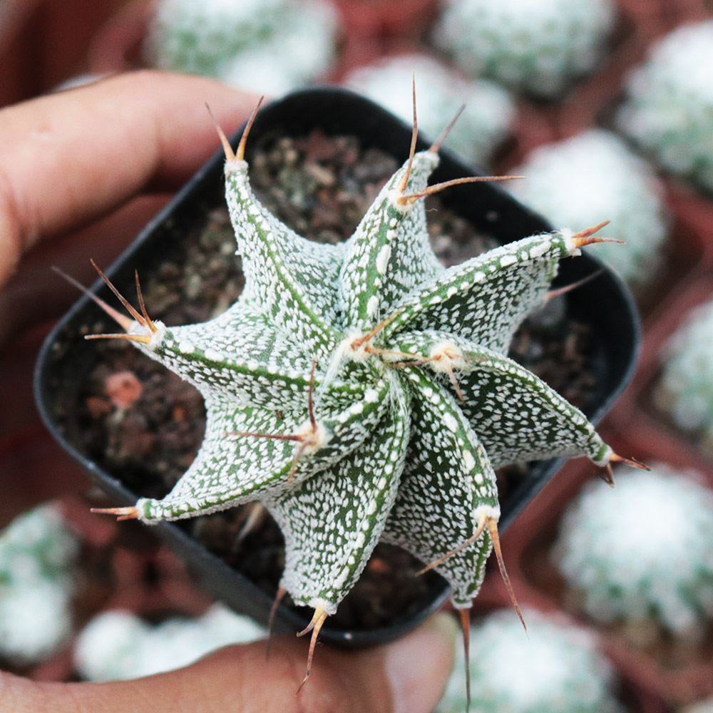 园艺般若实生仙人球多肉植物馆般洛仙人掌开花小盆栽绿植花卉34cm裸根