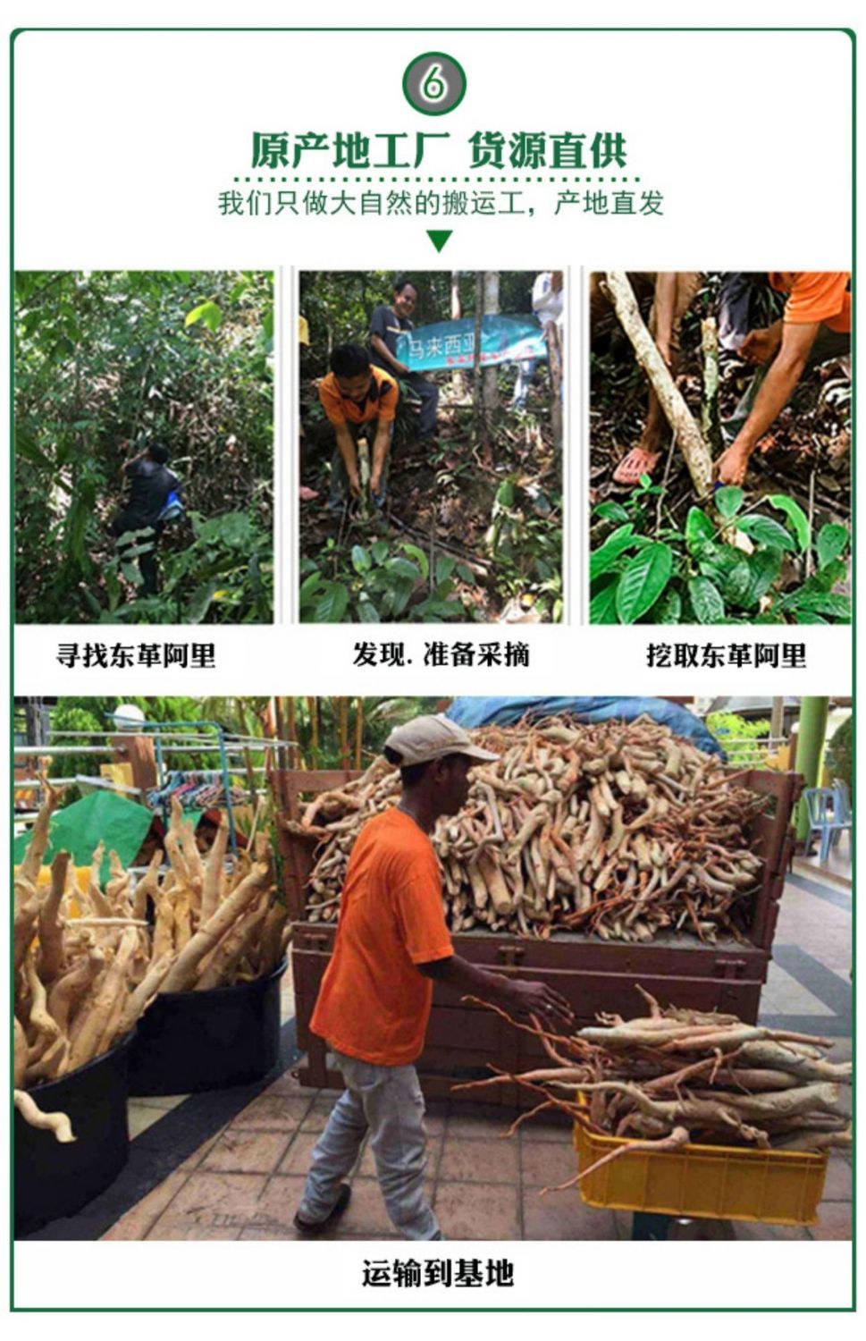 东革阿里马来西亚红东革阿里配卡宾达树皮无比加革男性泡茶泡酒料 红