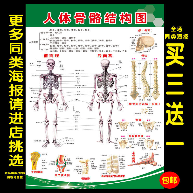 人体骨骼图器官人体骨骼骨头关节解剖图医院贴画骨骼示意图墙贴 80*