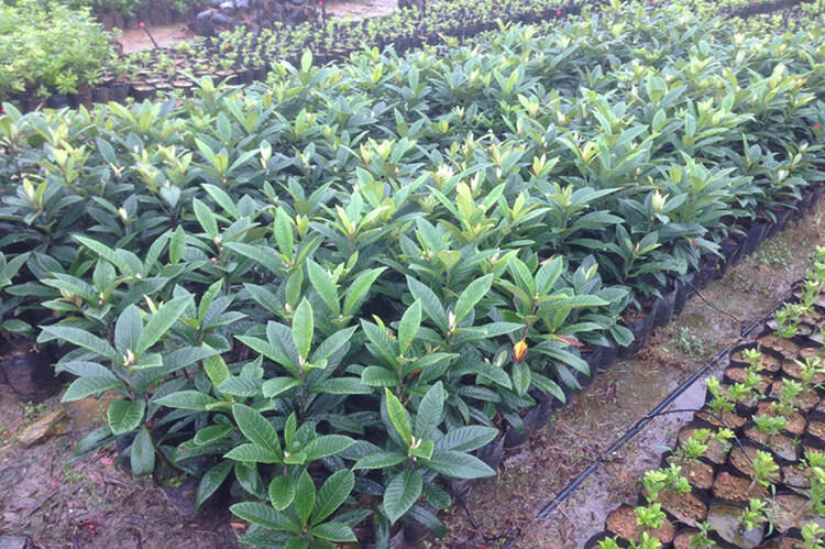 枇杷树苗嫁接苗白玉无核大五星枇杷苗果树苗南方北方种植当年结果晚