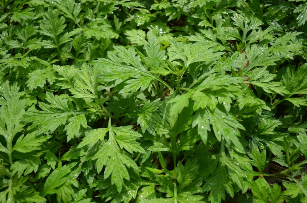 香艾草种子四季种 食用艾蒿种子野生香草药用艾草籽蕲艾艾绒种子 艾草