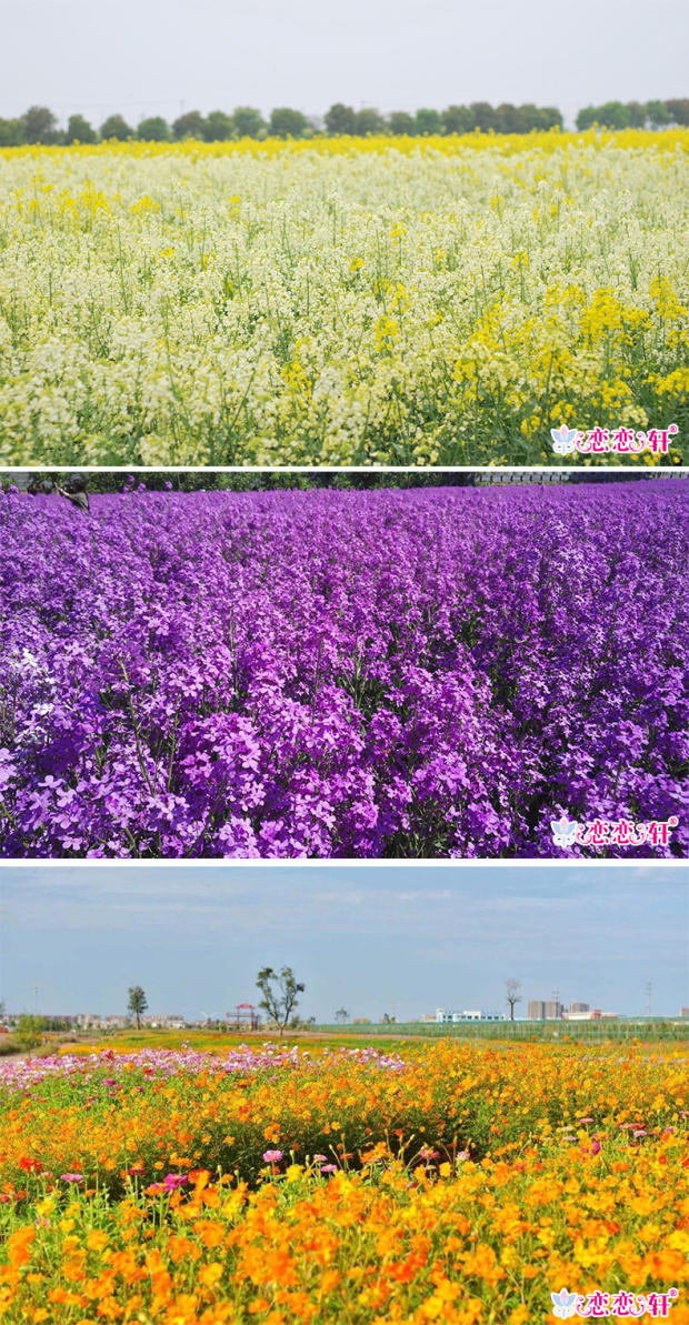 彩色油菜花菜籽 观赏两用花海高纯度油菜花种子油菜籽