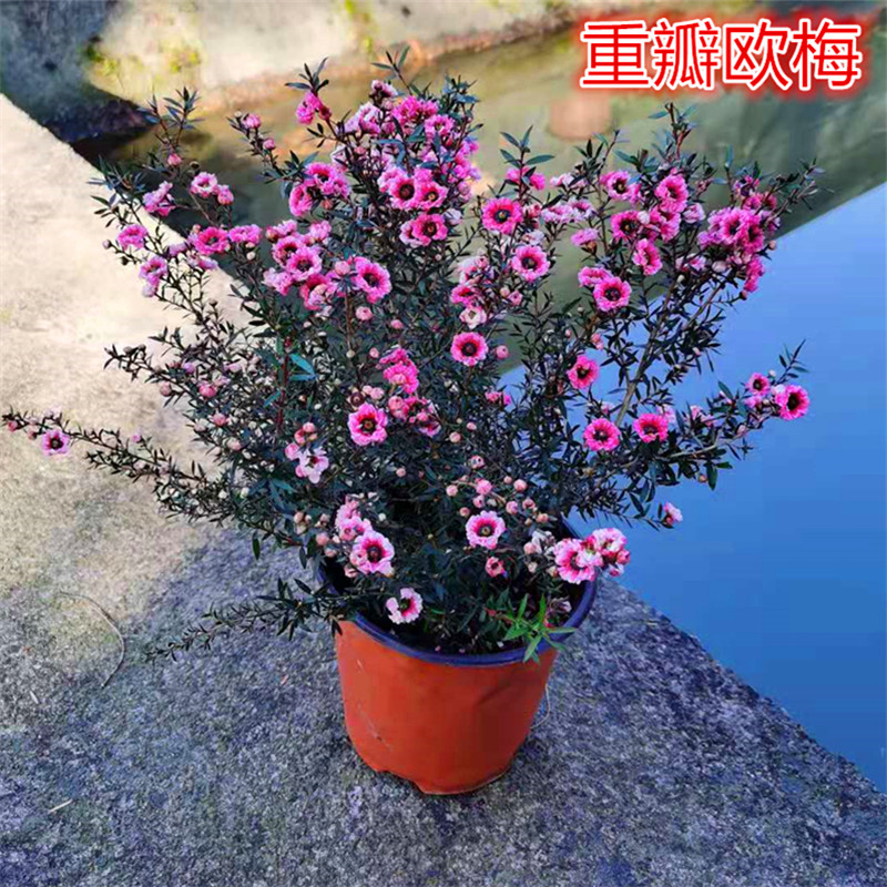 澳洲腊梅盆栽澳梅阳台多年生观花植物风蜡花金彩梅花3颜色松红梅小盆
