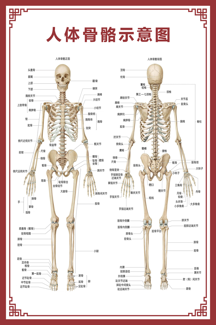 新品人体骨骼图大挂图器官示意图内脏结构图穴位图人体肌肉解剖图海报