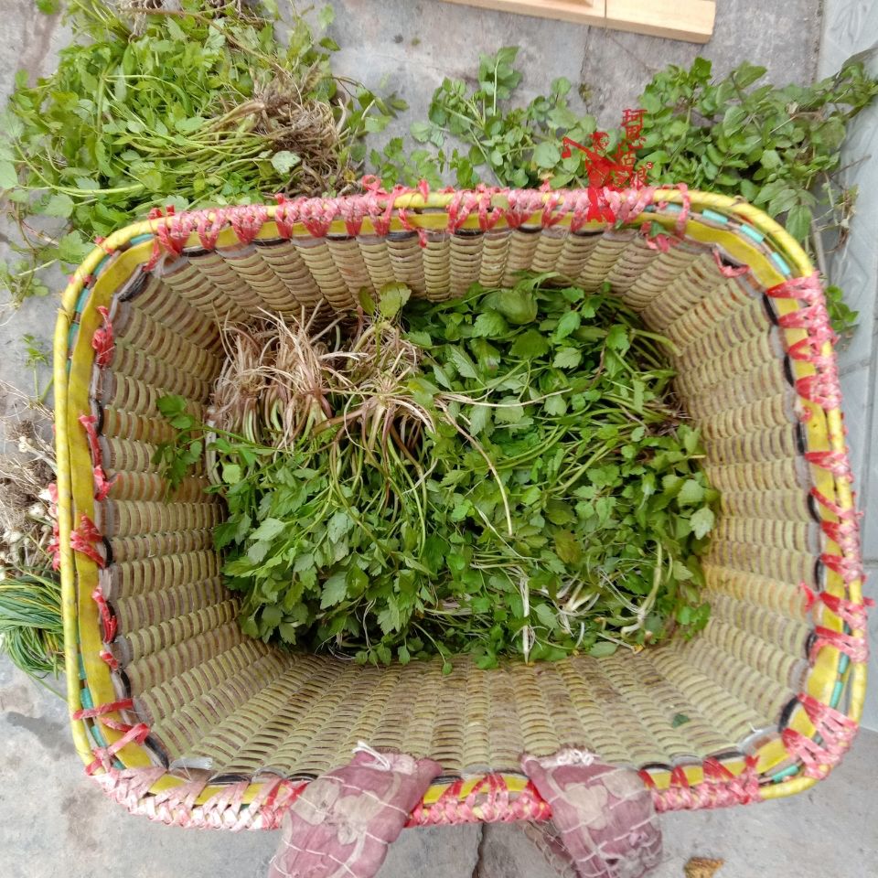 野生水芹菜 贵州野芹菜 新鲜河芹 清香野菜 现摘现发 本地野蔬菜 1斤