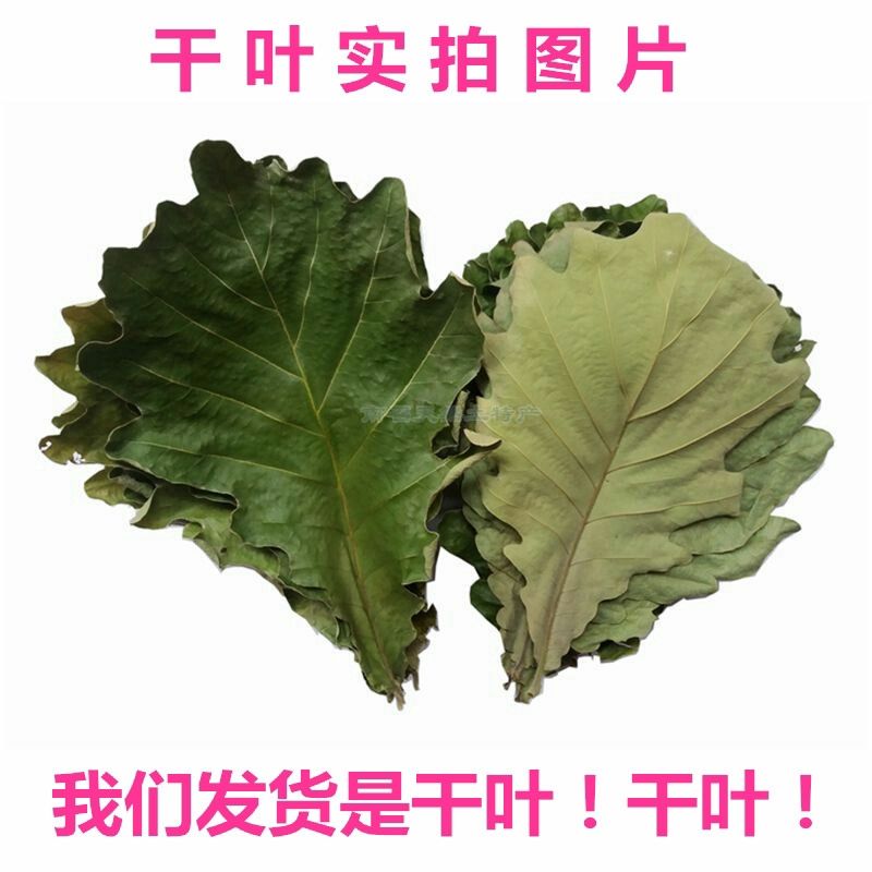 鲜摘胡叶大槲叶菠萝叶榨树叶玻璃叶包粽子现摘桲椤叶饼50片干叶