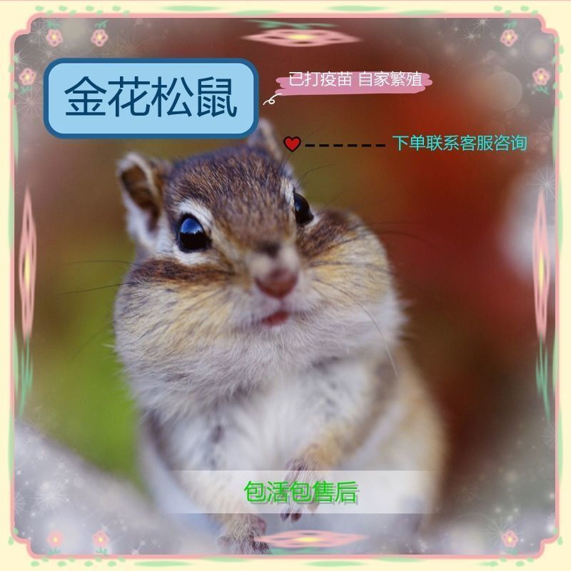 【店铺推荐】养殖场打疫苗金花松鼠幼鼠宠物松鼠粮食金花松鼠小松鼠幼