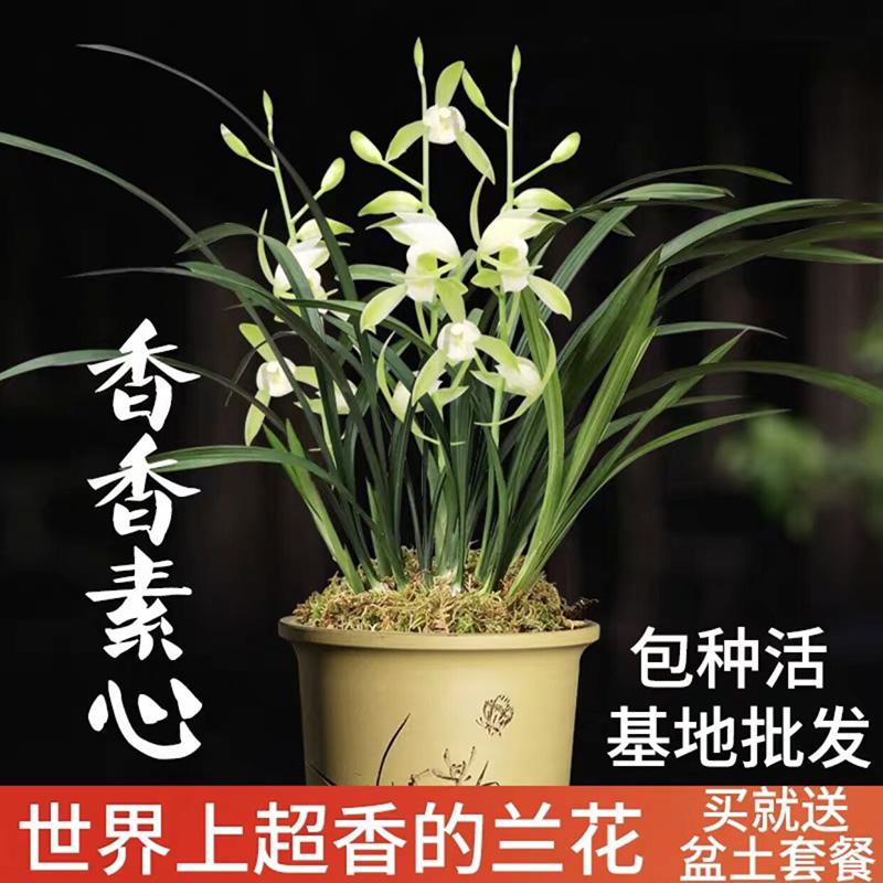 四季开花建兰荣华富贵 好养浓香花卉室内外绿植盆栽 香香素心3苗加盆