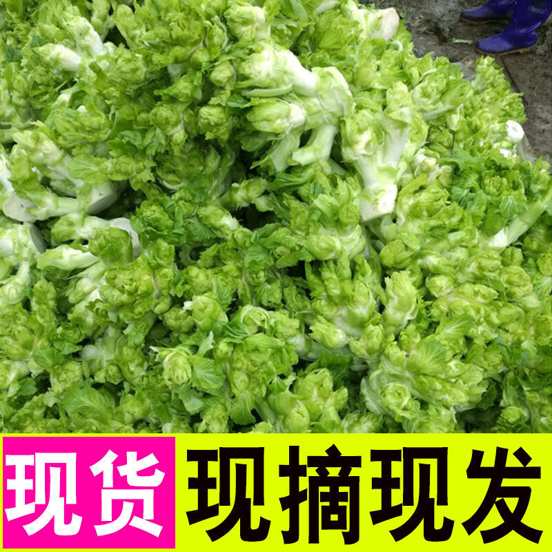 重庆儿菜新鲜2斤娃娃菜农家自种蔬菜母子菜5斤耳菜抱咸菜原料 净重2斤