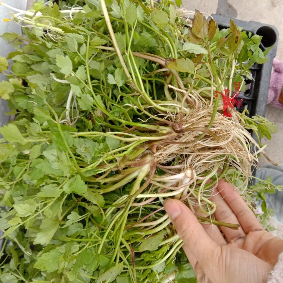贵州野芹菜 新鲜河芹 清香野菜 现摘现发 本地野蔬菜 1斤野山葱(带根