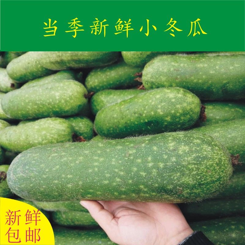 当季新鲜小节瓜农家小毛瓜新鲜蔬菜一个装2斤左右