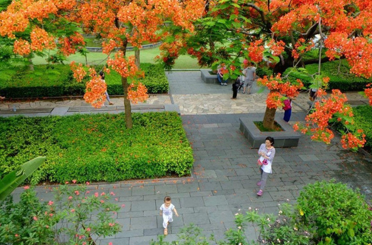 富满升凤凰木树苗凤凰花红花楹小苗火树名贵风景树庭院四季绿化蓝花楹