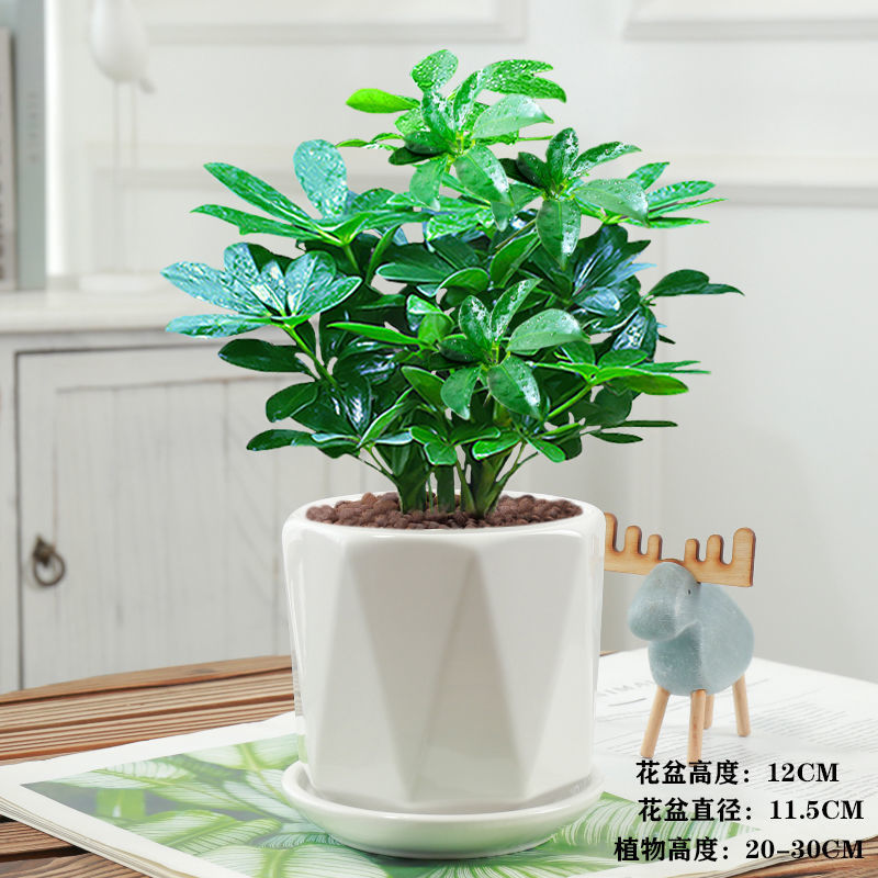 新品绿植盆栽室内鸭脚木盆栽发财树盆栽招财树阳台客厅八方来财盆景