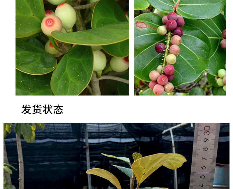 轻奢芊阙小盼菩提树带果盆栽植物室内好养小叶紫檀盆景老桩幸福树发财