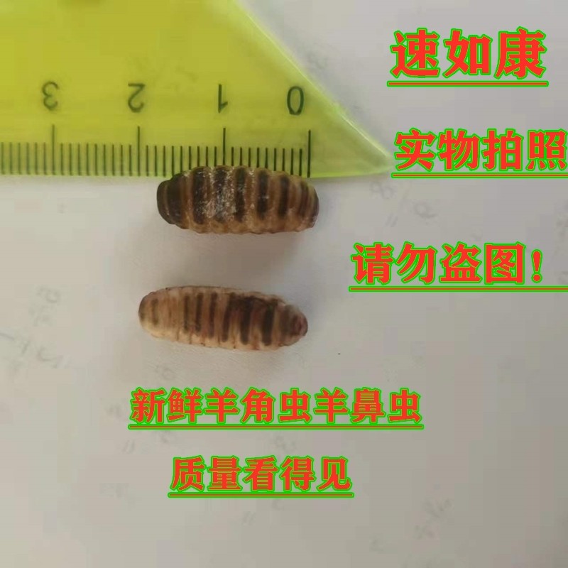 有仁堂中药材羊角虫羊鼻虫羊鼻涕虫殿虫羊虫纯干品和新鲜羊角虫活体