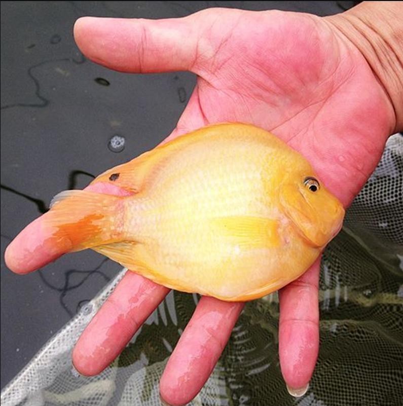 热带观赏鱼黄元宝黄财神鱼发财招财风水鱼血鹦鹉鱼招财鱼活体鱼苗v