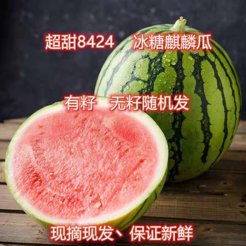 8424冰糖麒麟西瓜当季新鲜水果老少孕妇薄皮薄汁甜脆现摘现发 【瓜农