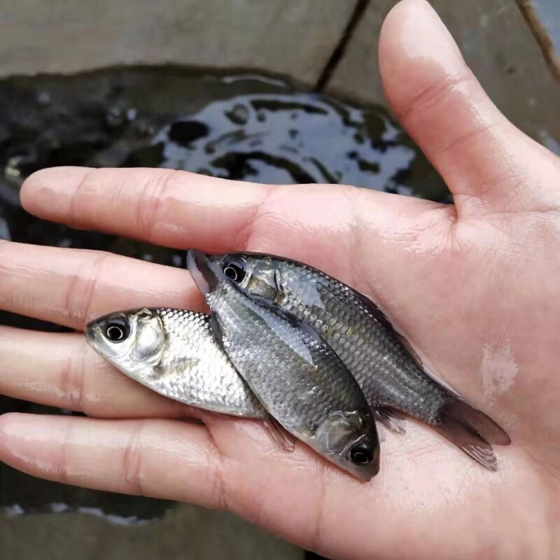 【店铺推荐】湘云鲫黄金鲫鲤鲫鱼苗工程鲫鱼苗麻鲫鱼苗中科三号鲫鱼苗