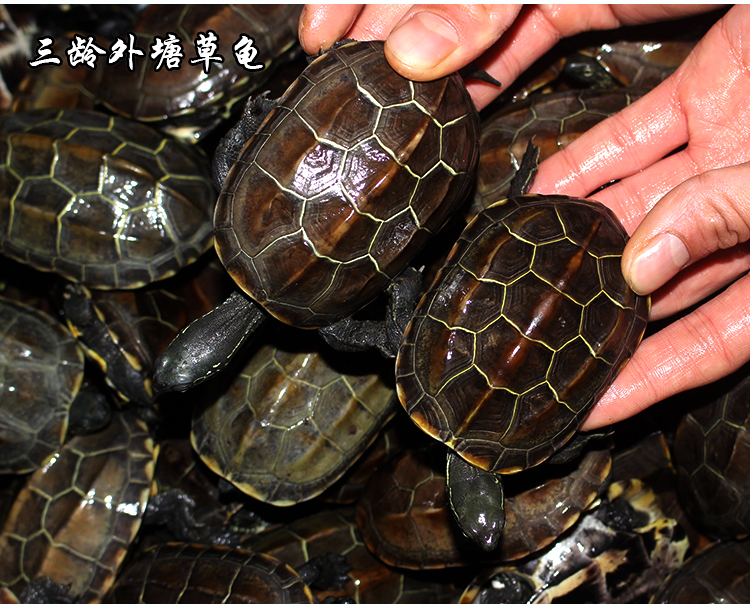 纯外塘苏北金线草龟活物小乌龟活体放生黑金草黑腹墨龟 全品金线苏北