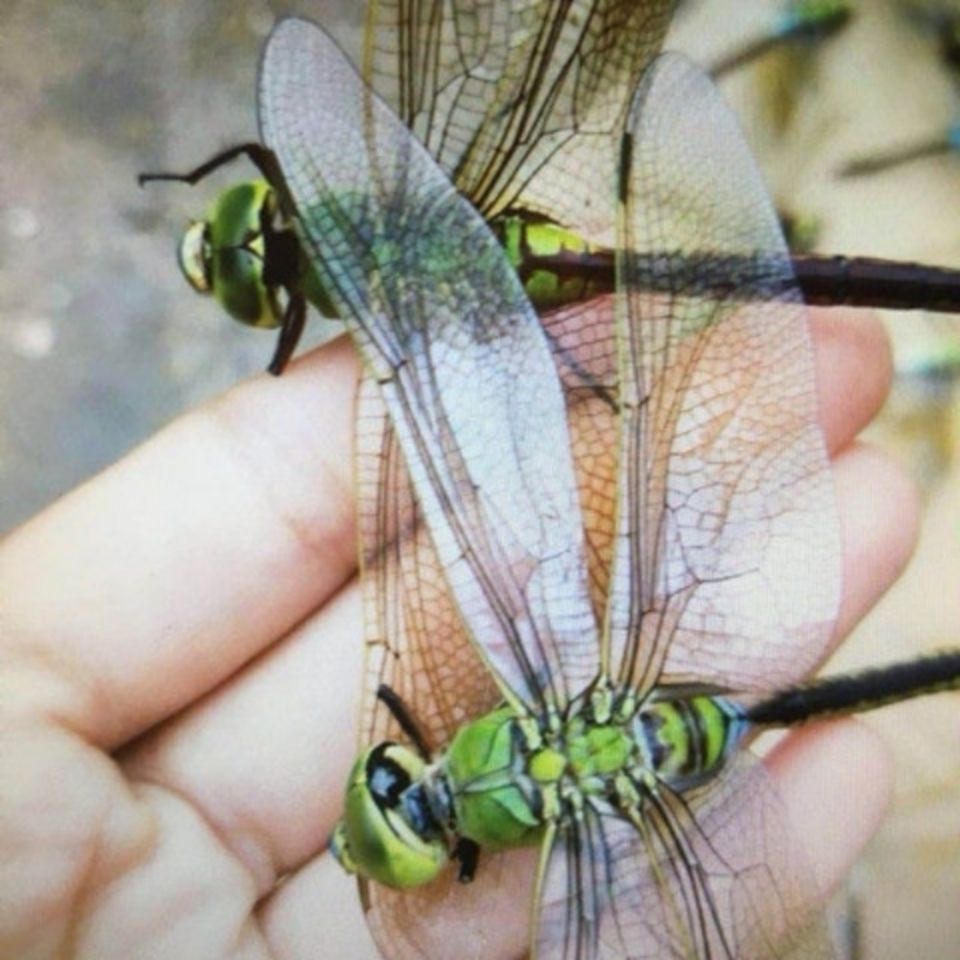 万花草中药材蜻蜓绿蜻蜓十只装绿色大蜻蜓干 蜻蛉 马大头青娘子整只