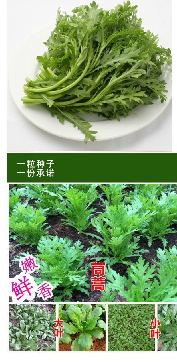 德骊嘉小叶茼蒿种子 光杆茼蒿菜 阳台四季蔬菜皇帝菜