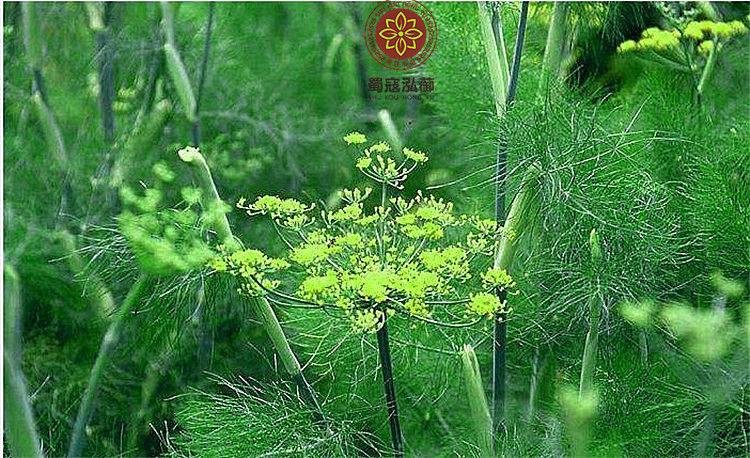 伟博10条茴香虫大蘹香虫大茴香虫实拍精选大茴香虫野茴香虫怀香虫大