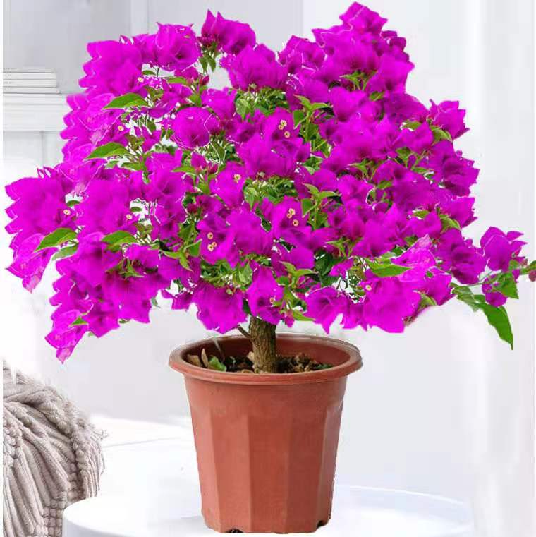 三角梅盆栽带花重瓣四季开花不断老桩勤花新品种庭院爬藤植物 重瓣红