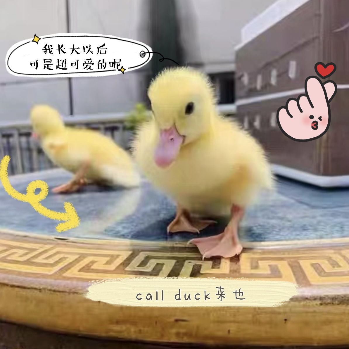 网红鸭子小型萌宠小黄鸭活物活苗宠物鸭活体迷你进口柯尔鸭包活 可可