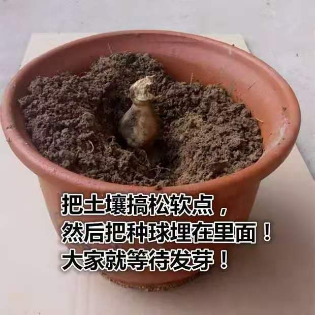 轻奢大丽花巨型花四季种球地瓜花种子球根花卉庭院种植花重瓣盆栽植物