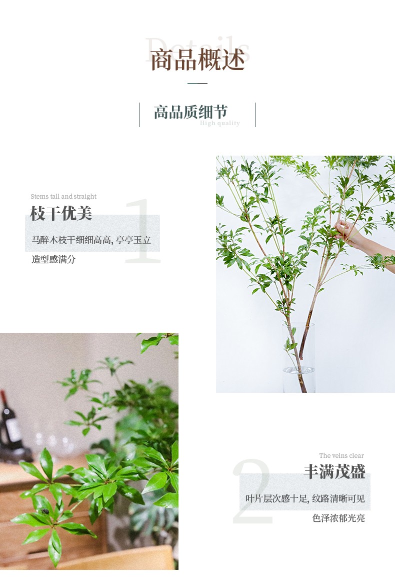 精品国产马醉木包邮水培植物鲜切吊钟枝条室内装饰绿植花卉买一赠一