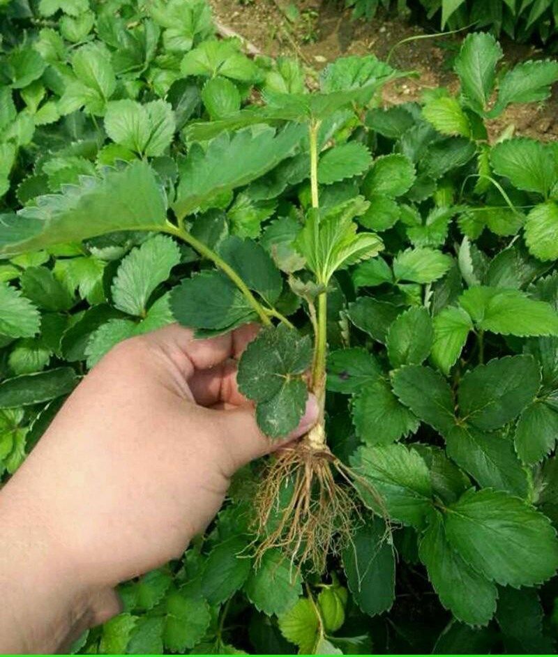 草莓苗盆地栽四季结果奶油大草莓室内外阳台庭院南北方种植果树苗