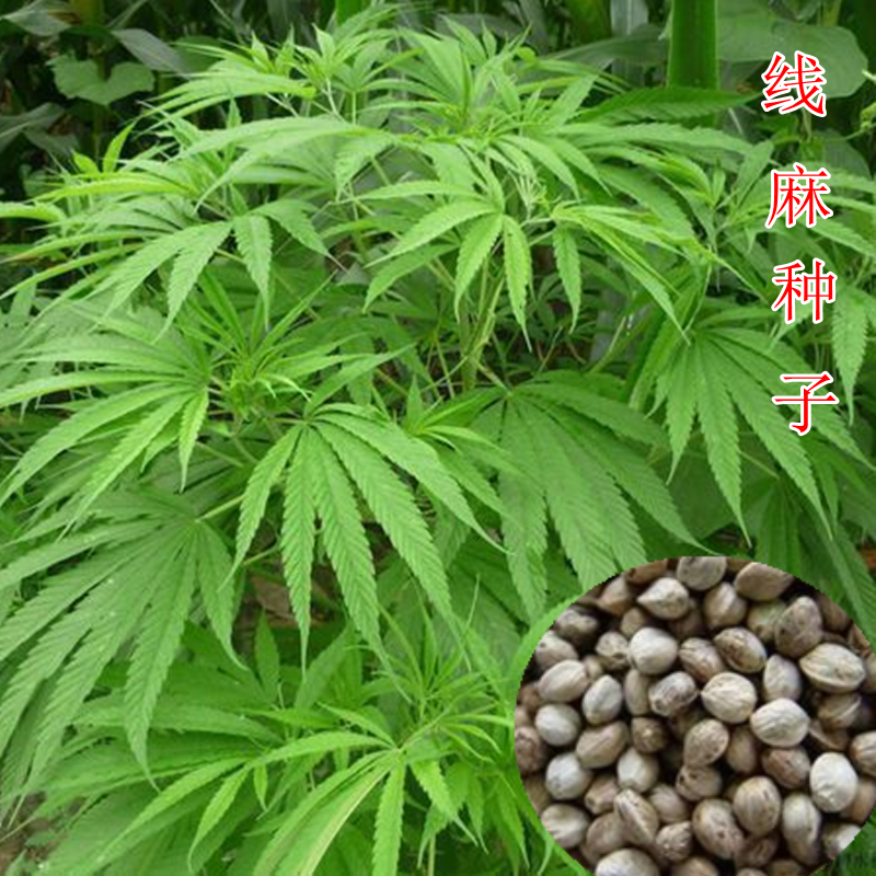 火麻种胡麻种子野菜火麻仁种籽四季庭院栽培易活 中草药植物线麻 线麻