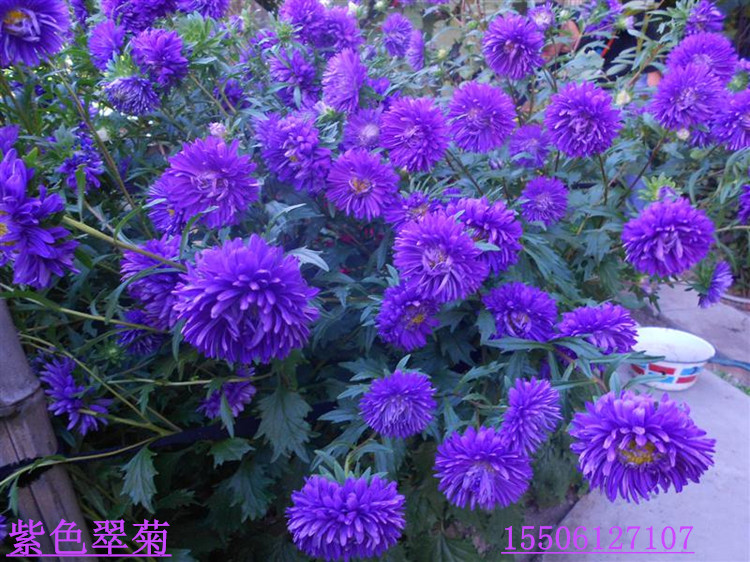 菊花种子混色翠菊盆栽阳台花卉植物凤仙花波斯菊太阳花四季种易活qcdd