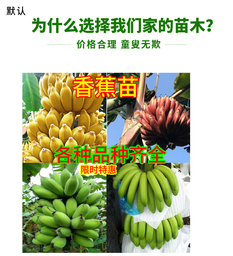 芭蕉抗寒室内盆栽种植水果树苗适合北方南方种植小米蕉8年苗结果多多