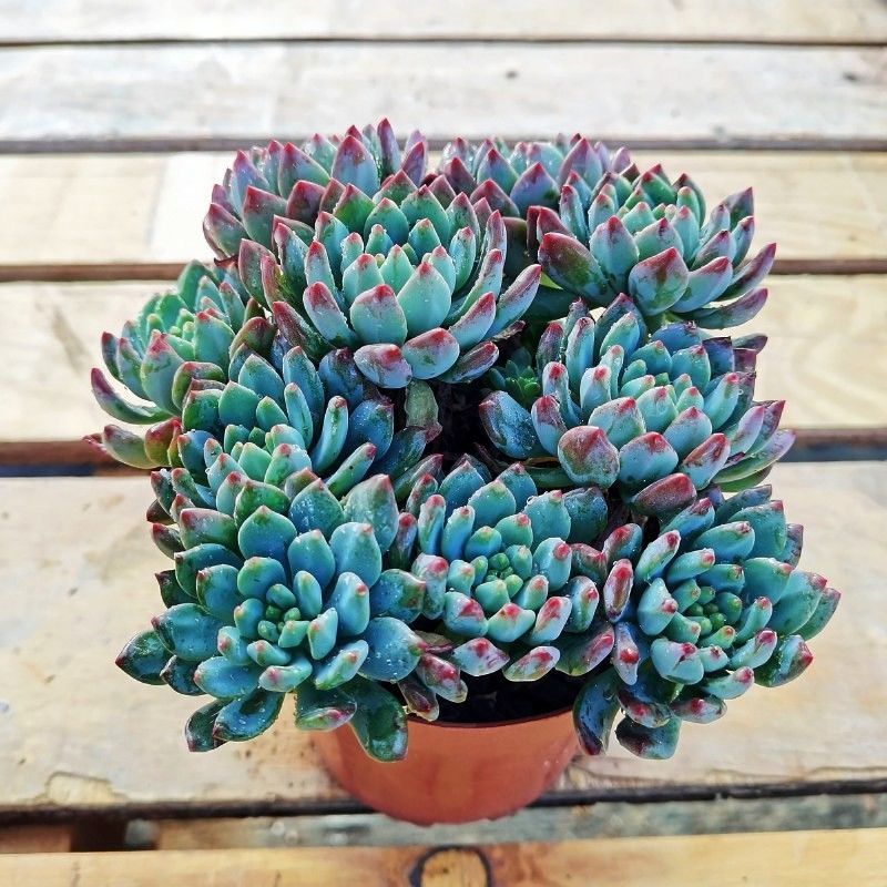 蓝精灵蓝苹果老桩多肉植物露养多头室内阳台云南花卉绿植盆栽盆景 蓝
