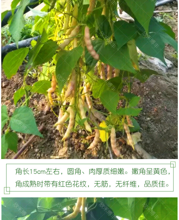 黄金钩油豆豆角种子春季秋季东北黄金勾架豆芸豆种籽四季蔬菜种孑黄金