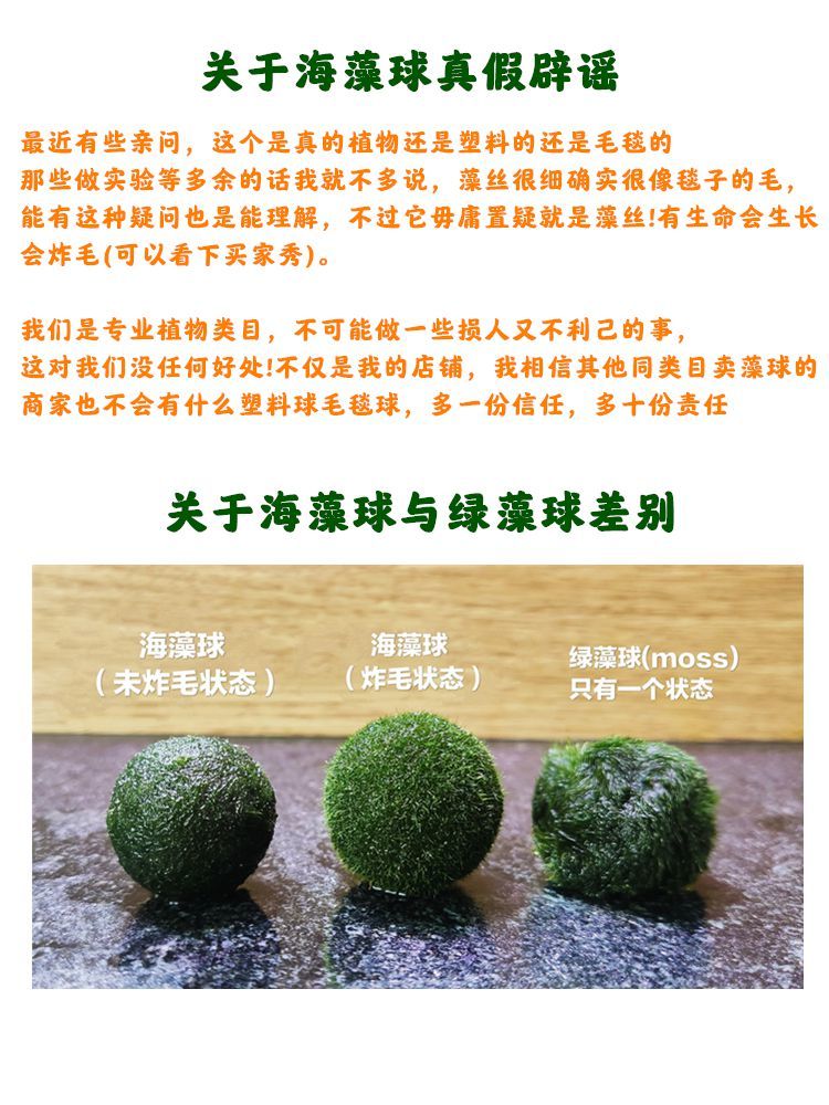 海藻球微景观生态瓶鱼缸水培植物球藻创意迷你植物水生活动一岁3颗