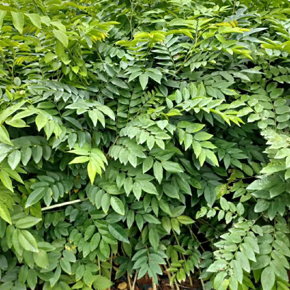 名贵苗木正宗海南黄花梨树苖黄花梨苗降香黄檀红木黄花梨 20-30高度