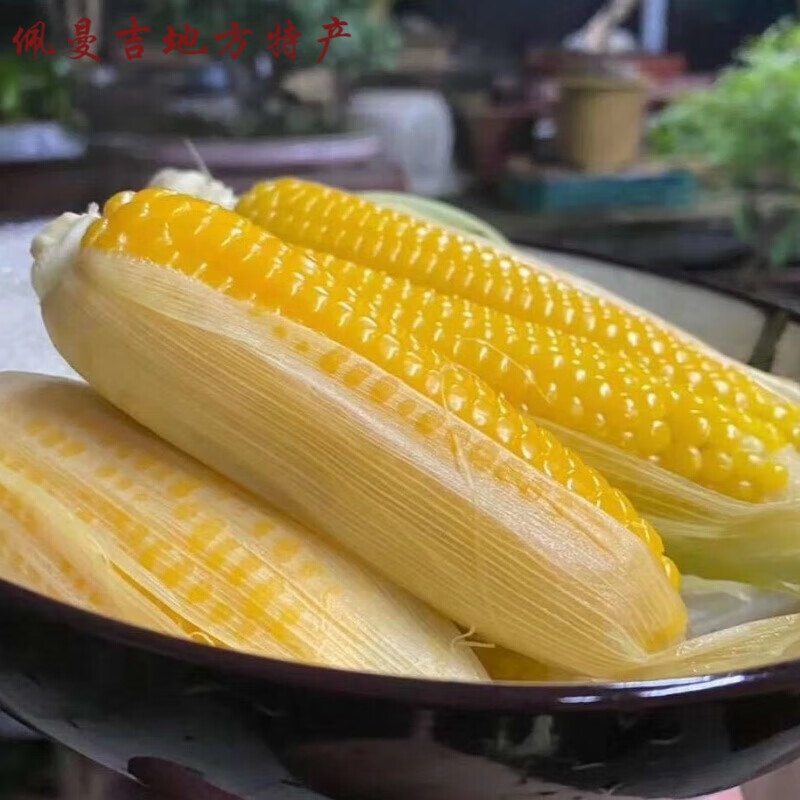 富硒黄金小玉米新鲜带壳发货苏州常熟特产糯玉米黄金小玉米微甜 不老