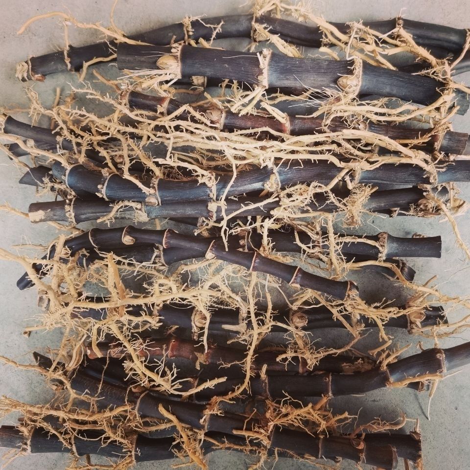 紫竹根黑竹根多年生老竹根药用紫竹根带芽紫竹根十根三至五节一根