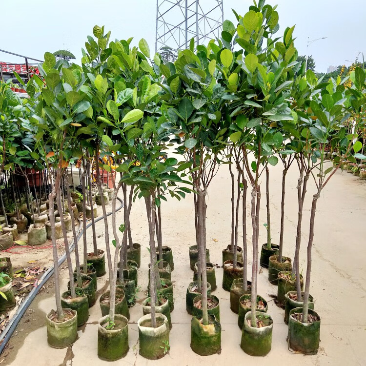 菠萝蜜树苗嫁接果树苗木菠萝四季红肉马来西亚1号干湿